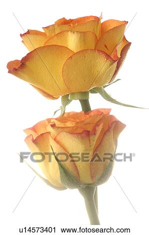 Stock Image - Roses. Fotosearch