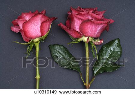 Stock Photo - Roses. Fotosearch