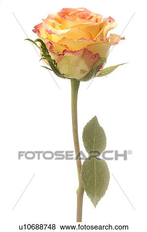 Stock Photo - Roses. Fotosearch