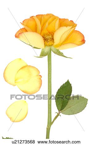 Roses View Large Photo Image Stock Photo - Roses. Fotosearch