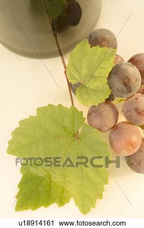 Stock Image - Rote Trauben mit Traubenkernöl aus roten Trauben. Fotosearch