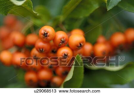 Sea-buckthorn View Large Photo Image Stock Image - Sea-buckthorn. Fotosearch