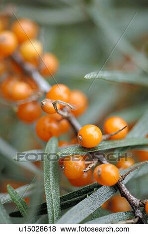 sea buckthorn View Large Photo Image Stock Photo - sea buckthorn. Fotosearch