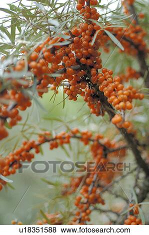 sea buckthorn View Large Photo Image Stock Photo - sea buckthorn. Fotosearch