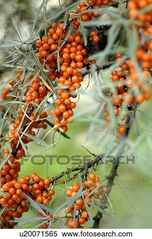 Stock Photography - sea buckthorn. Fotosearch