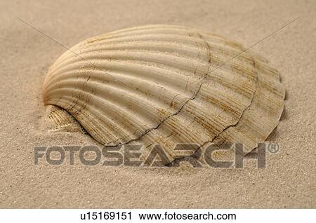 Sea shell in the sand View Large Photo Image Stock Image - Sea shell in the sand. Fotosearch