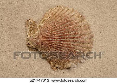 Sea shell in the sand View Large Photo Image Stock Image - Sea shell in the sand. Fotosearch