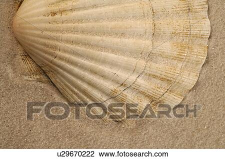 Stock Image - Sea shell in the sand. Fotosearch