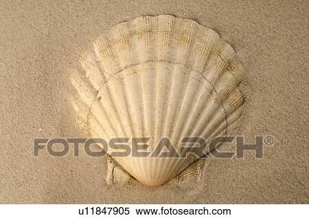 Stock Photography - Sea shell in the sand. Fotosearch