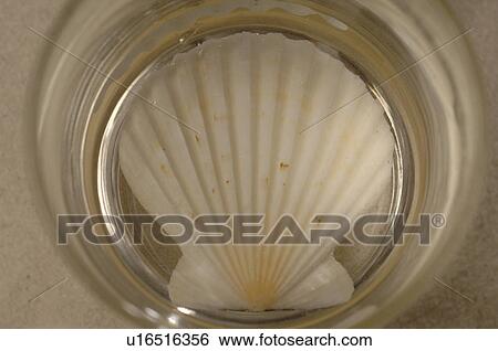 Stock Photograph - Sea shell. Fotosearch