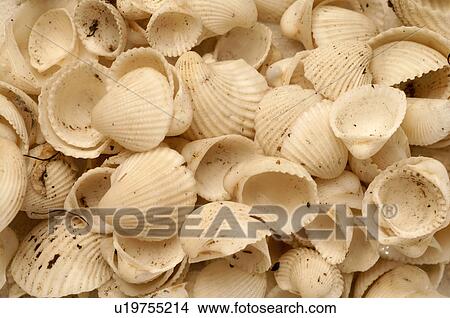 Sea shells View Large Photo Image Picture - Sea shells. Fotosearch