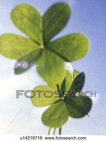 Stock Photo - shamrock. Fotosearch