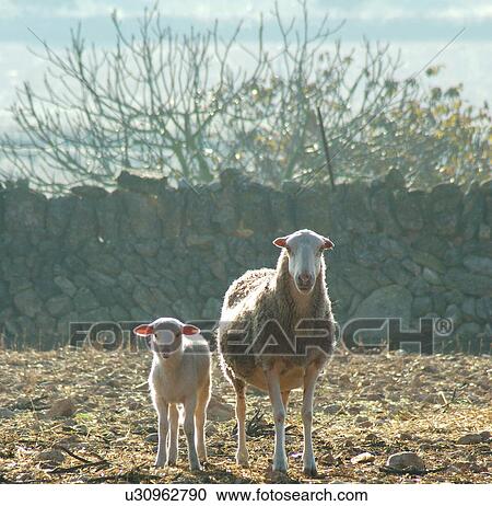 Sheep with lamb in the field View Large Photo Image Stock Image - Sheep with lamb in the field. Fotosearch