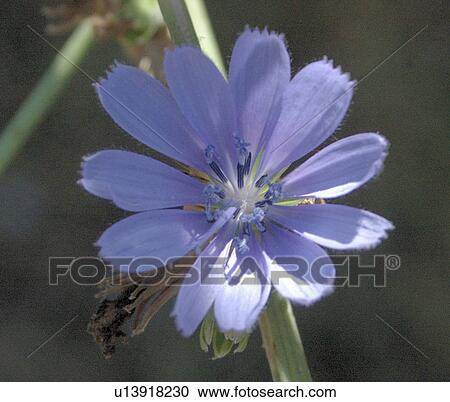 Stock Image - Single cornflower. Fotosearch