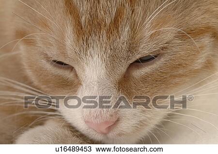 Sleeping cat View Large Photo Image Stock Image - Sleeping cat. Fotosearch