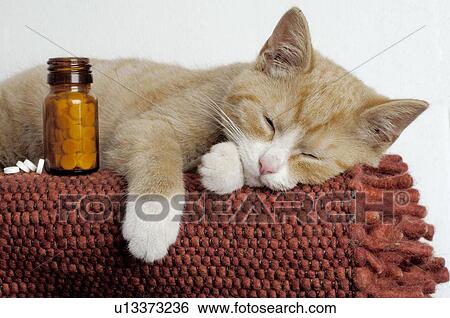 Sleeping cat with Schuessler salts View Large Photo Image Stock Photograph - Sleeping cat with Schuessler salts. Fotosearch