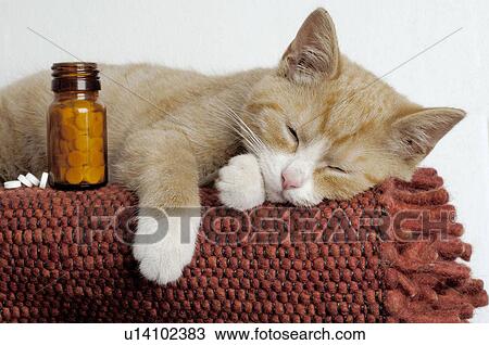 Sleeping kitten and Schüßler salts View Large Photo Image Stock Image - Sleeping kitten and Schüßler salts. Fotosearch