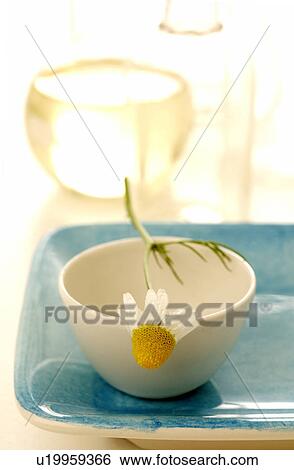 Small bowl with a camomile blossom View Large Photo Image Stock Photograph - Small bowl with a camomile blossom. Fotosearch