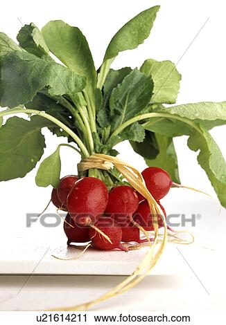 Stock Image - Small Radish (Raphanus sativus var. sativus). Fotosearch