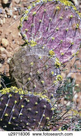Spiny fig cactus View Large Photo Image Stock Photograph - Spiny fig cactus. Fotosearch