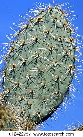 Stock Photo - Spiny Opuntia. Fotosearch