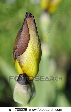 Stock Photograph - Sprout of a flower. Fotosearch