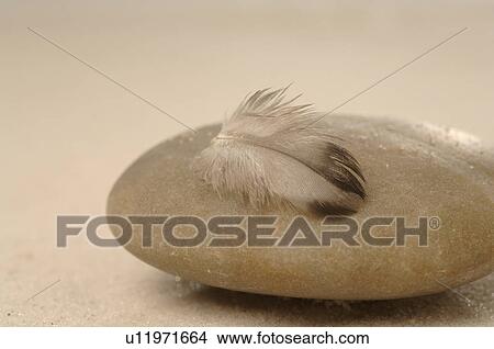 Stone and a feather in the sand View Large Photo Image Picture - Stone and a feather in the sand. Fotosearch