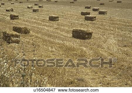 Straw bales in field View Large Photo Image Stock Photo - Straw bales in field. Fotosearch