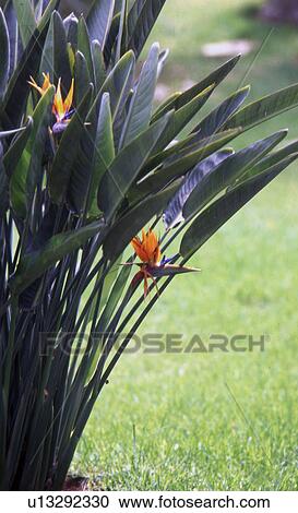 Strelitzias in mediterranean garden View Large Photo Image Stock Image - Strelitzias in mediterranean garden. Fotosearch