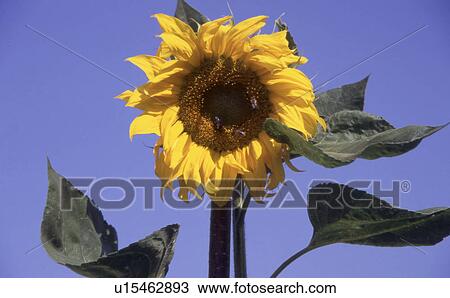 Sunflower in front of blue sky View Large Photo Image Stock Image - Sunflower in front of blue sky. Fotosearch