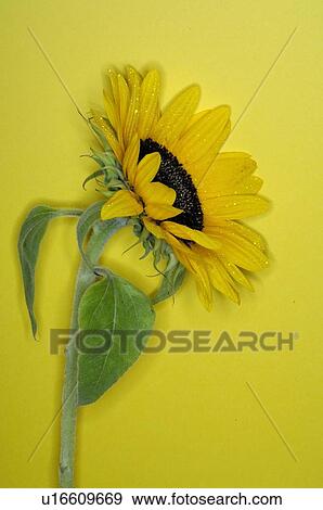Sunflower View Large Photo Image Stock Photo - Sunflower. Fotosearch