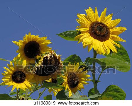 sunflowers View Large Photo Image Stock Photo - sunflowers. Fotosearch