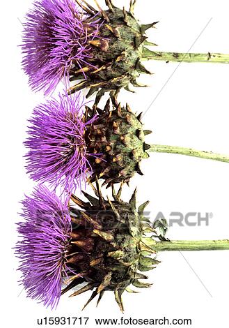 Stock Photo - Thistles (Cirsium). Fotosearch