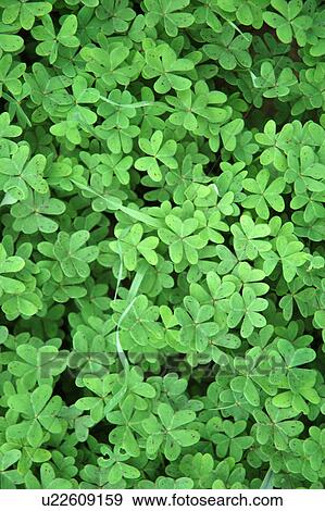 Stock Photo - Three-leaf clover. Fotosearch