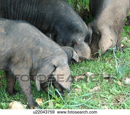 Stock Photo - Three pigs grazing on grass pasture. Fotosearch