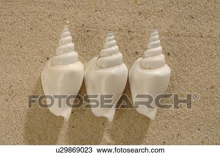 Stock Image - Three snail shells in the sand. Fotosearch