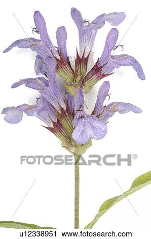 Stock Image - thyme blossom. Fotosearch