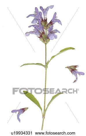 Stock Image - thyme blossom. Fotosearch