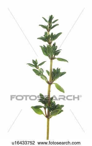 Stock Image - thyme. Fotosearch