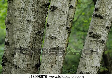 Tree trunks View Large Photo Image Stock Photograph - Tree trunks. Fotosearch