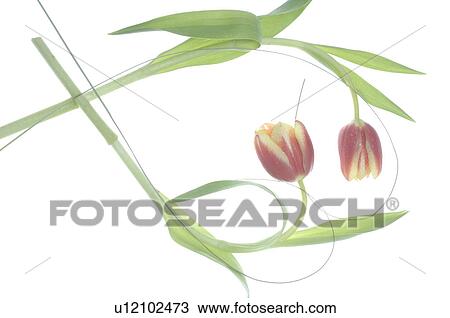 Stock Image - Tulips forming a heart. Fotosearch
