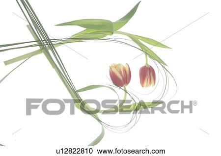 Tulips forming a heart View Large Photo Image Stock Image - Tulips forming a heart. Fotosearch