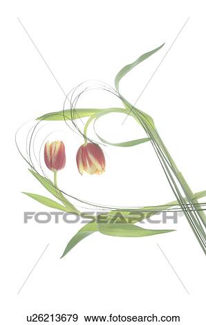 Stock Photo - Tulips forming a heart. Fotosearch