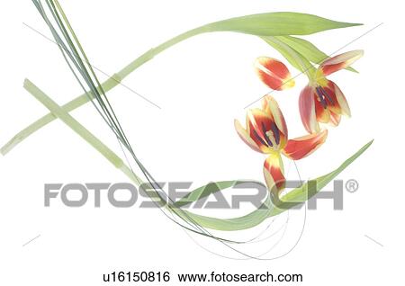 Tulips forming a heart View Large Photo Image Stock Photograph - Tulips forming a heart. Fotosearch