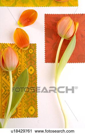 Stock Image - Tulips. Fotosearch