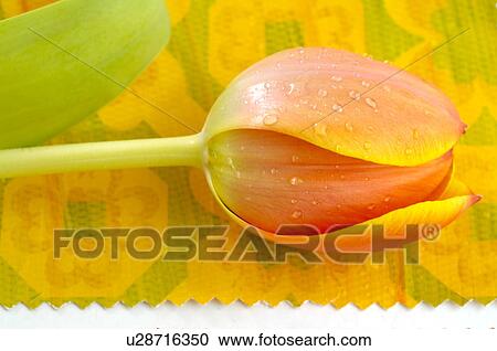 Tulips View Large Photo Image Stock Image - Tulips. Fotosearch