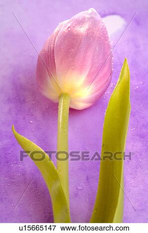 Stock Photo - Tulips. Fotosearch