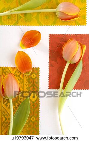 Stock Photo - Tulips. Fotosearch