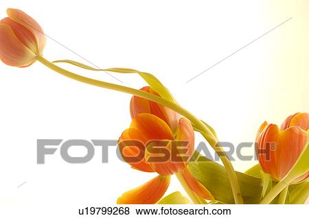 Stock Photo - Tulips. Fotosearch