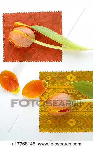 Stock Photograph - Tulips. Fotosearch